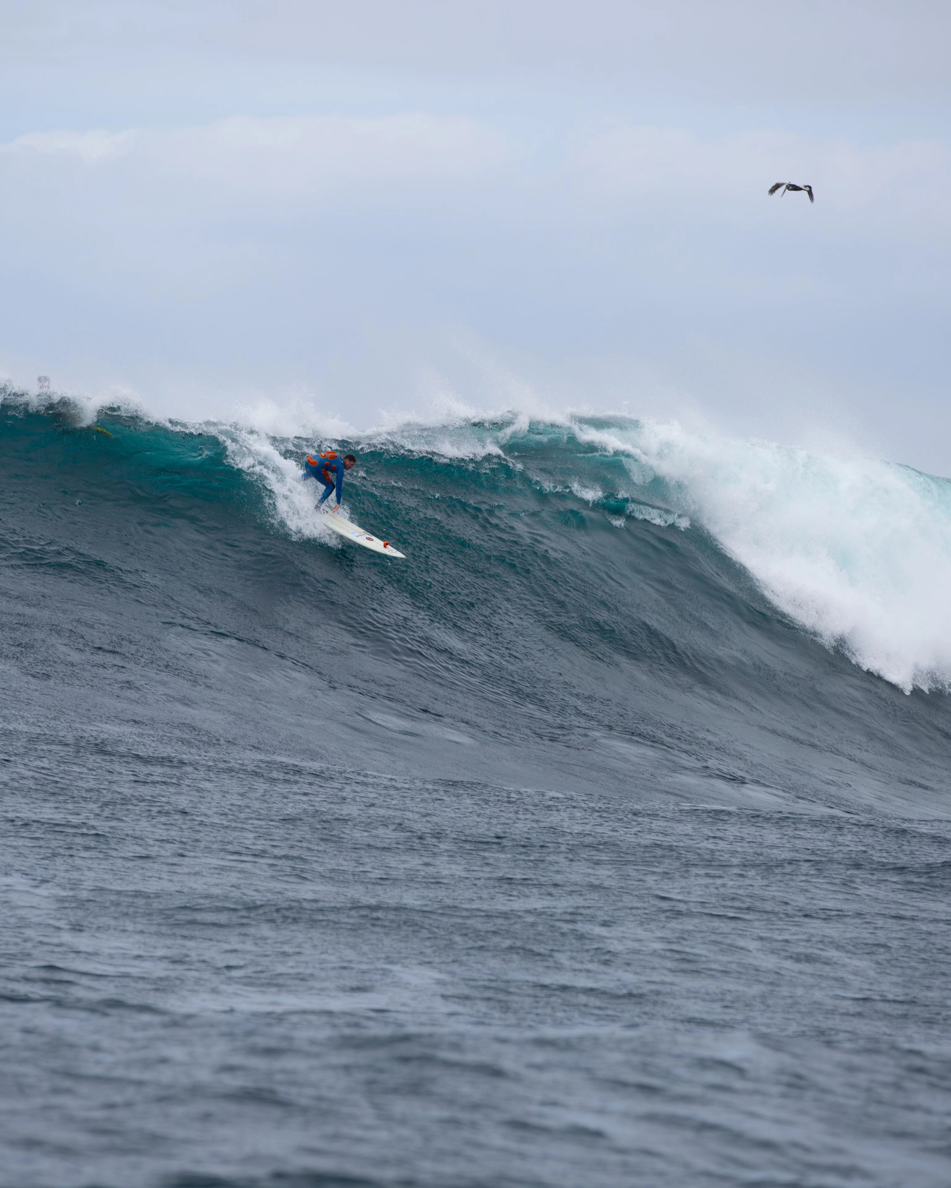 Ocean Tailored Wetsuits